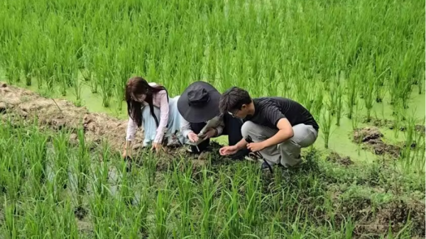 图为西北农林科技大学赴长安区实践队在田地实践操作_副本.png